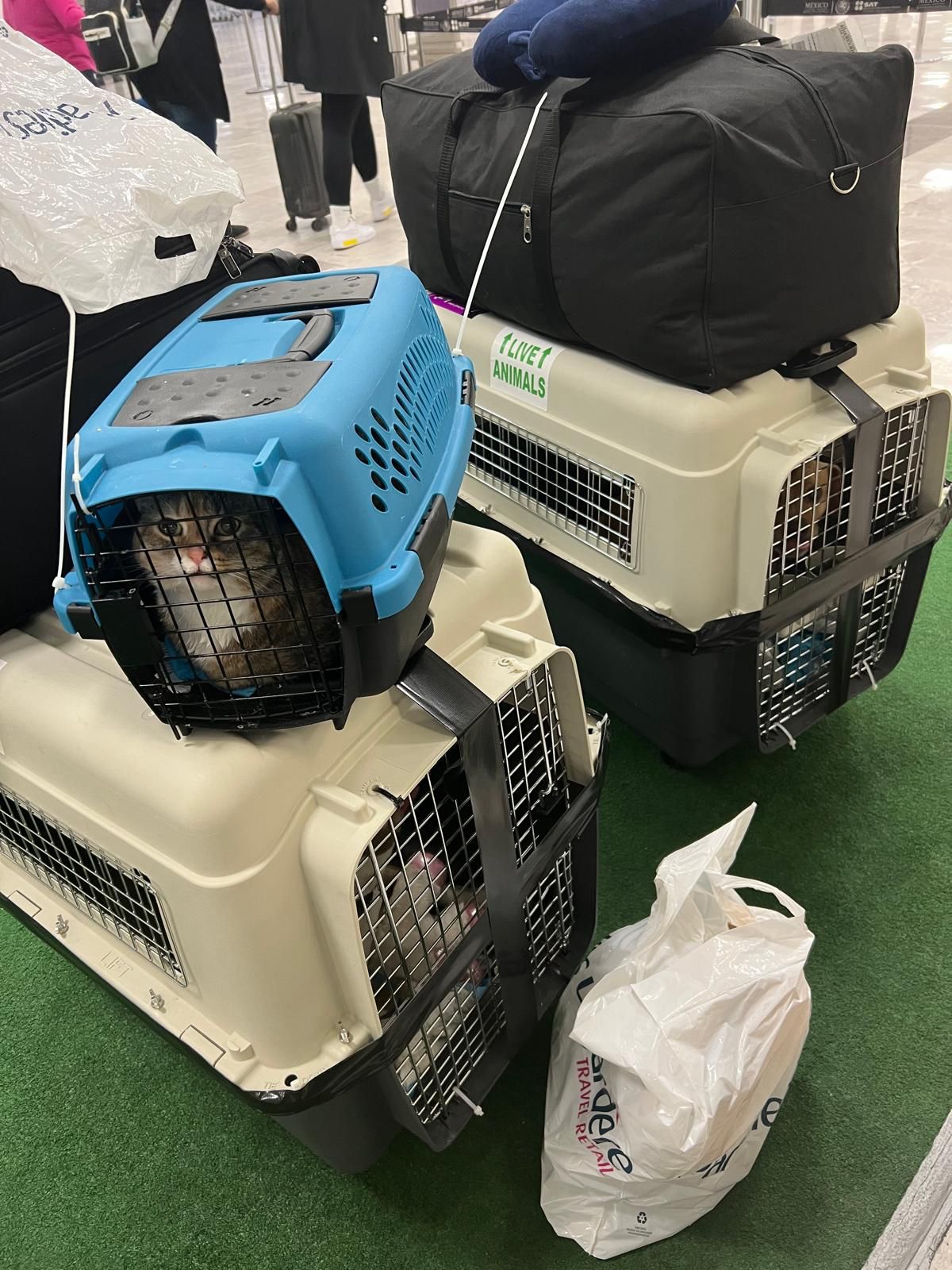 Pet carriers